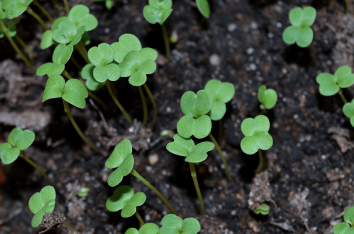 A step-by-step guide to Grow baby Spinach at home in no time