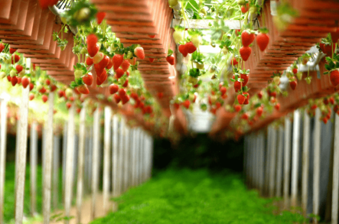 Latest Gardening Trends for Vegetable Gardening