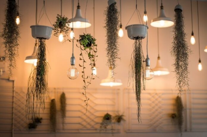 5 The Best Indoor Hanging Plants That Turn Your Home Into Jungle
