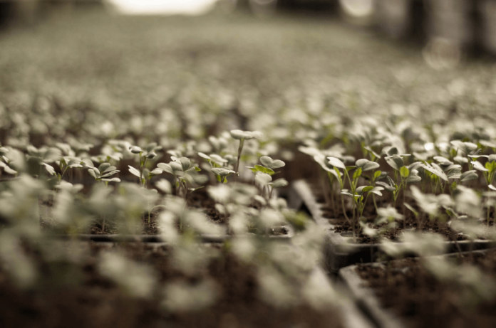 Vegetable Gardening Mistakes That Everyone Makes- From Beginners To Experts!