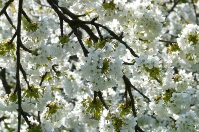 5 Annuals white flowers- perfect for any garden style