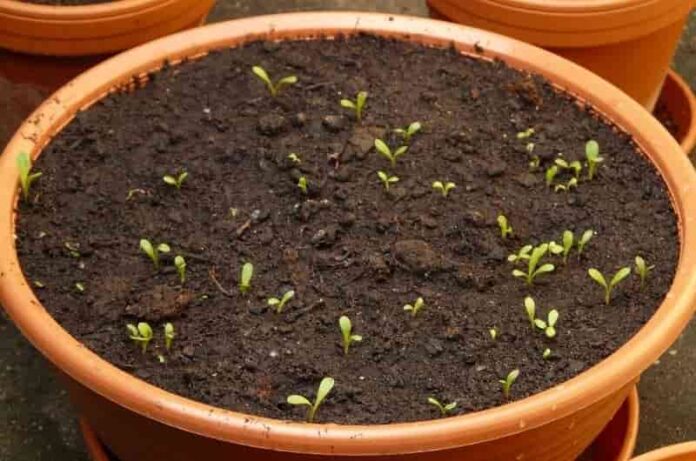 5 Most Serious Mistakes When Growing Seedlings