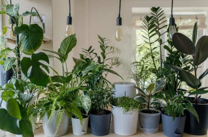 5 Smart Ways To Water The Plants While You Are Away