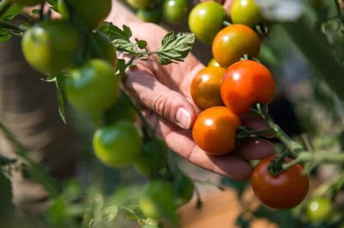 6 Major Mistakes when growing tomatoes