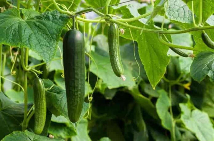 7 Secrets of an excellent harvest of cucumbers