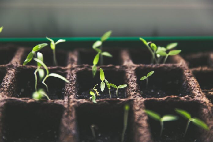 A Guide To Making Biodegradable Seed Raising Pots From Recycled Newspaper