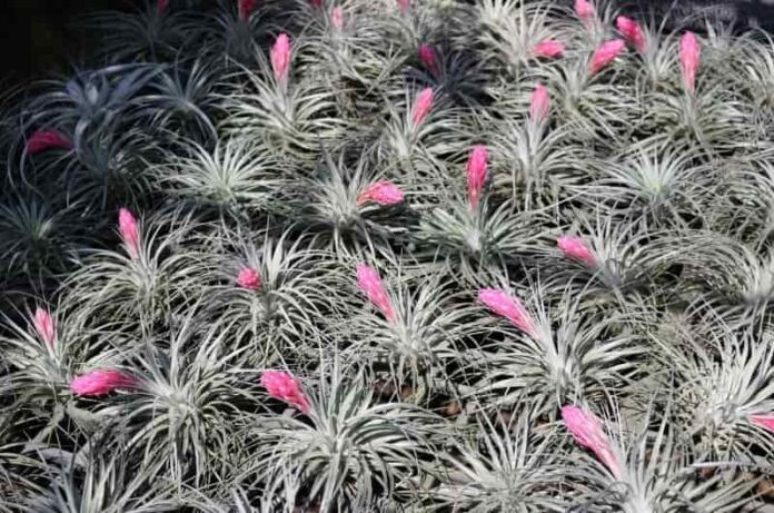 Basic Air plants: How to grow and care air plants?