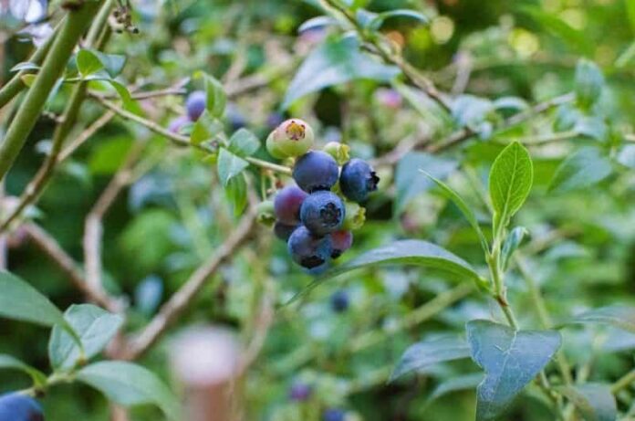 8 The Best Ways to Grow Blueberries At Home In Containers