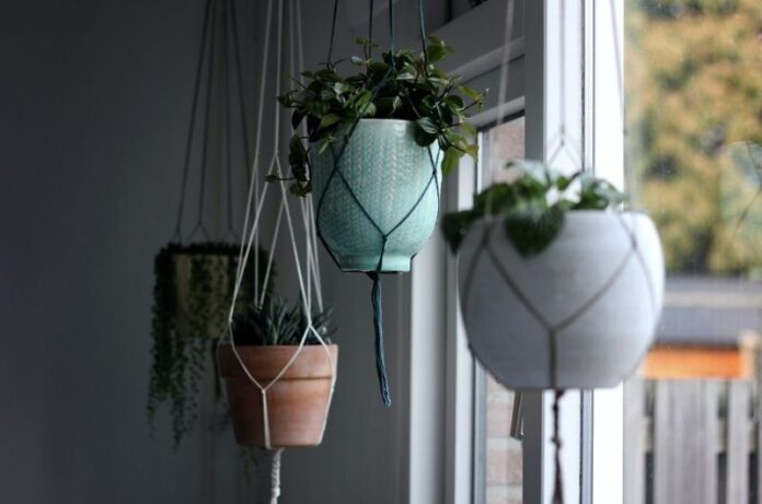 5 The Best Hanging Plants For Home You Should Know About
