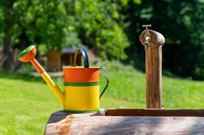 4 The Best Ways To Water Plants Through Seasons