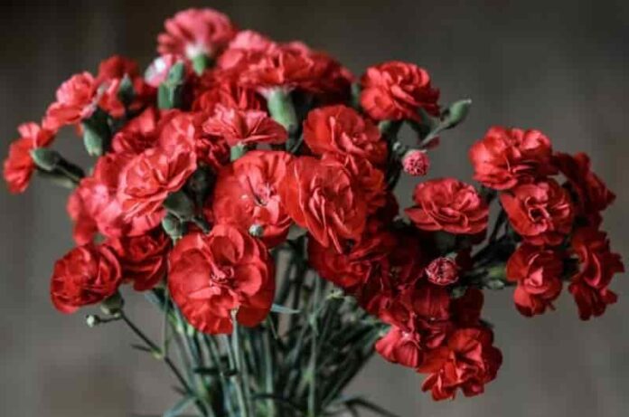 Carnation Flowers- Types of plants, how to grow, and care!