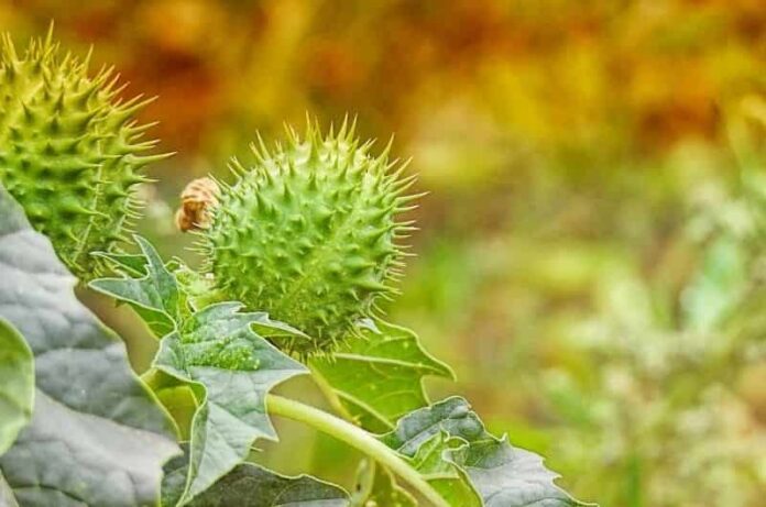 Datura or dope herb – GOOD OR BAD FOR GARDEN