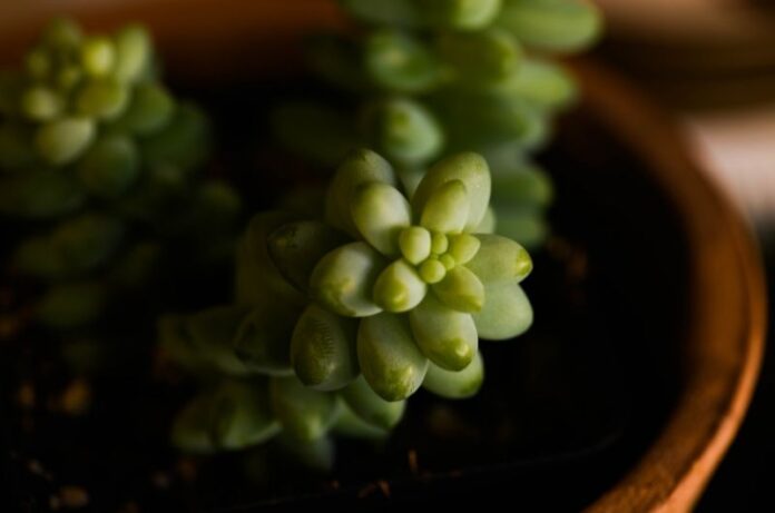 Donkey’s Tail: A guide to growing this plant