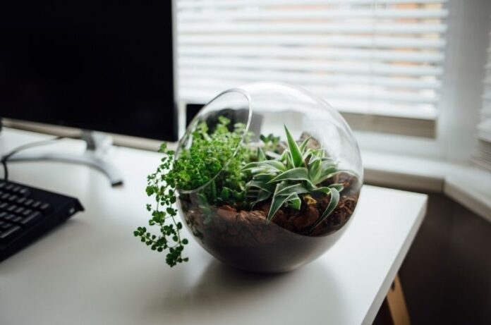 How to Make Terrarium- A step-by-step guide is here!
