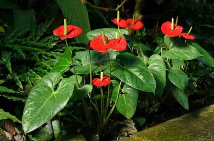 How to grow Anthurium flowers- Growing tips and Care