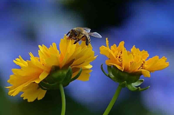 How to grow a Honey Bee Garden