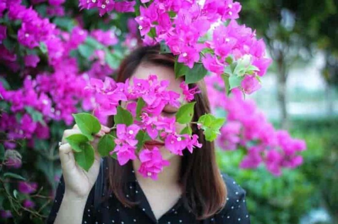 How to grow and care for bougainvillea at home- Read essential tips!