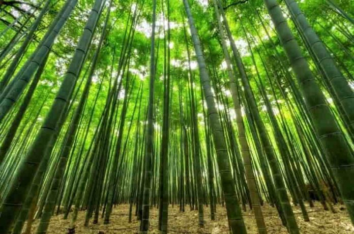 How to grow bamboo in a garden