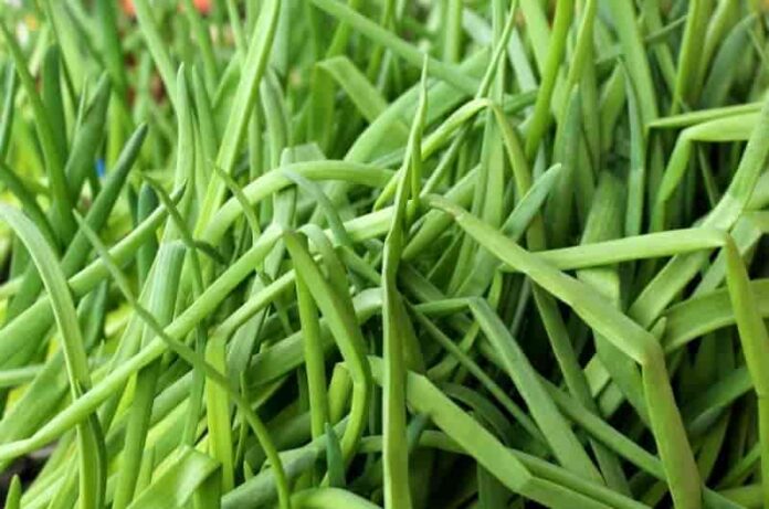 How to grow green onions- Read the Guide!