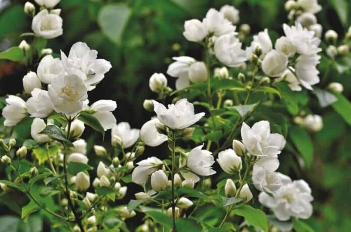 Jasmine Flower: How to grow, types, and health benefits