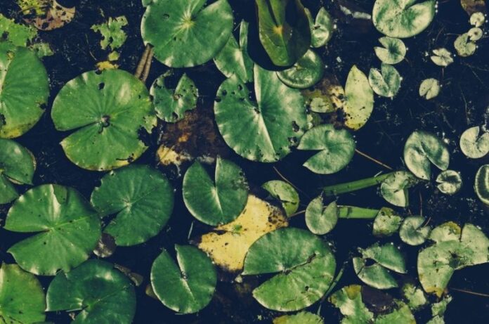 5 Plants That Grow in Water Only Without a Hydroponic System
