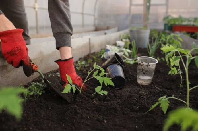 10 Reasons why vermicomposting is best for plants- Read Here!