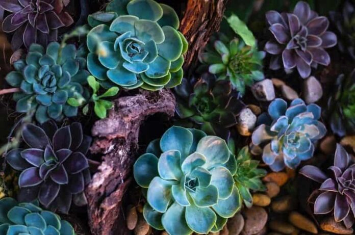 Top 10 Hanging Succulents to Grow In Hanging Baskets