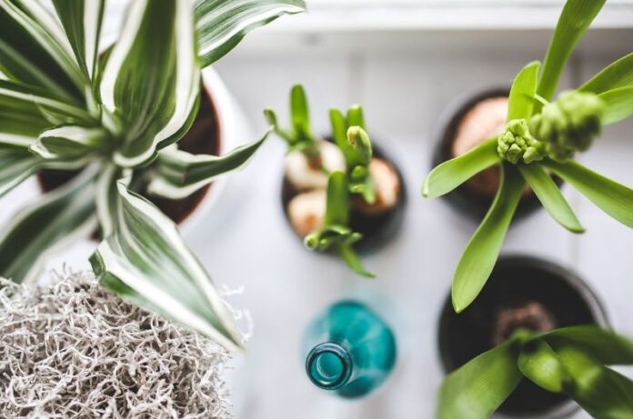10 Low-Light Houseplants That Can Survive For A Long Time