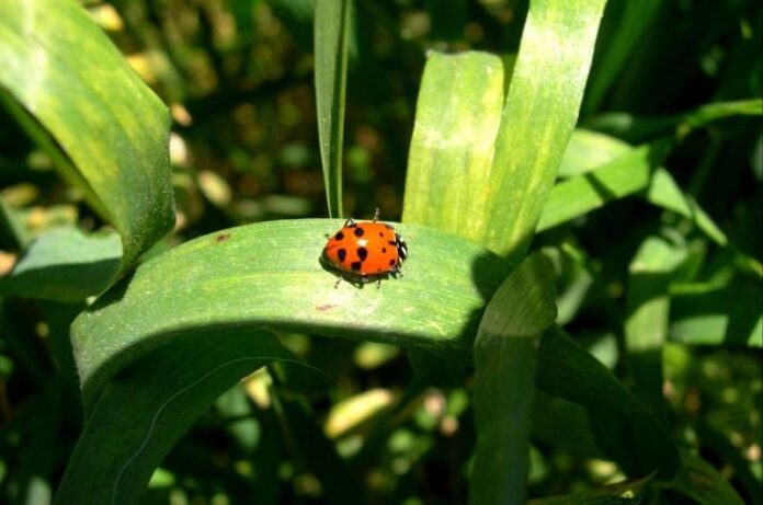 5 Natural Homemade Weed Killers That Really Work