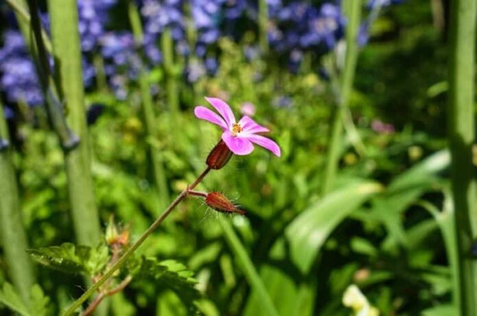 5 Mosquito-Repelling Plants for Your Balcony