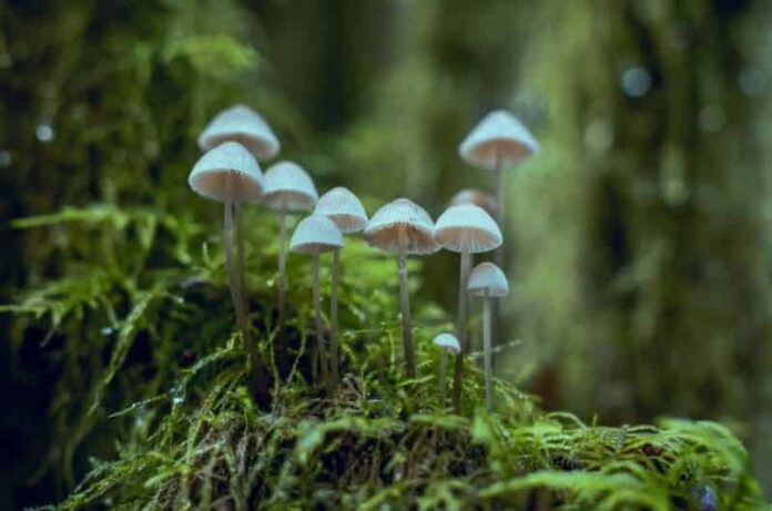 Growing White Button Mushrooms at Home