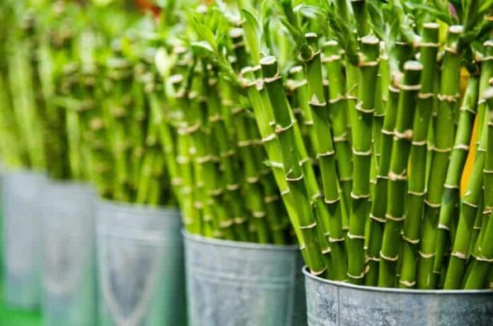 Growing clumping Bamboo in a Pot