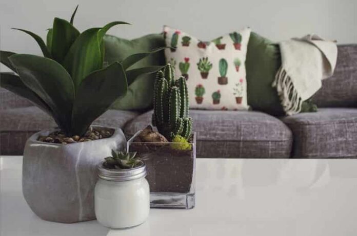 How To Care For a Cactus At Home