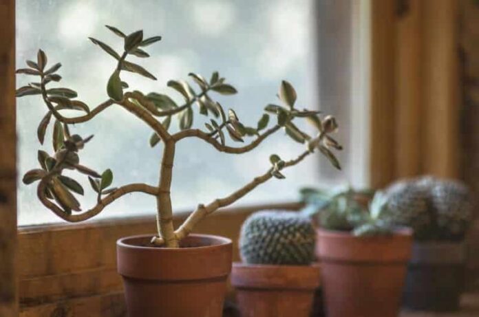 How To Get Rid of Mold on Houseplants