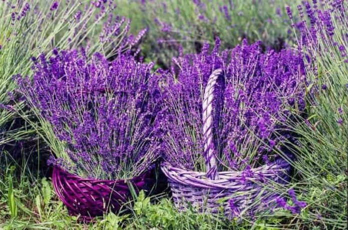 How to Grow Lavenders in pots at home