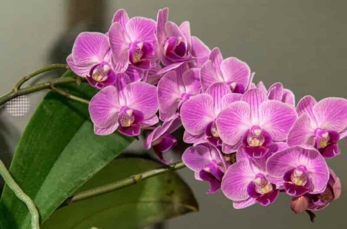 How to do caring for orchids at home