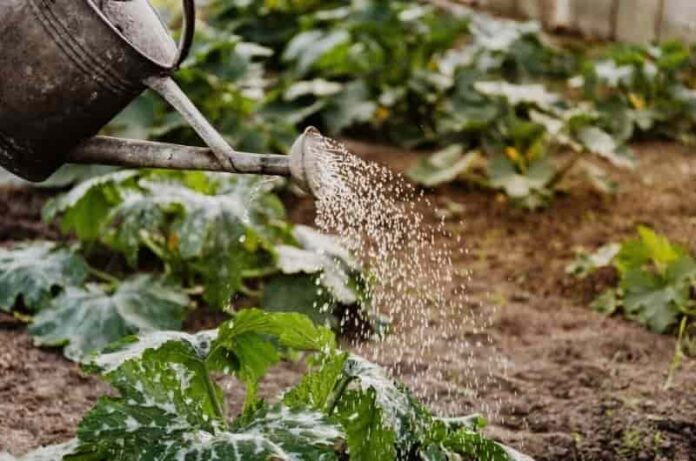 How to water your plants while you are on vacation