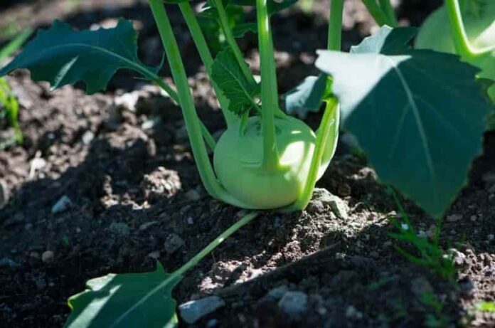 8 Best plants you should grow on the kitchen window