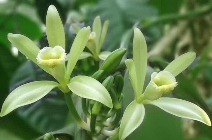 How to grow Vanilla plant and its cultivation at home