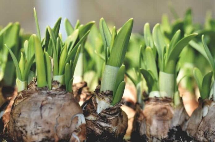How to plant bulbs in containers