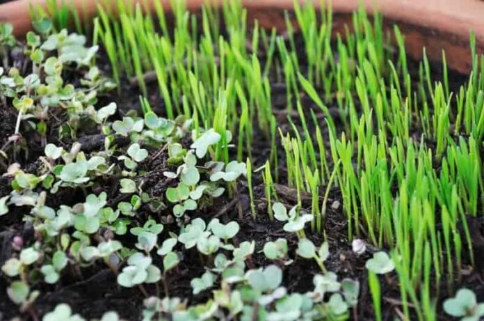 Microgreens in food and drinks