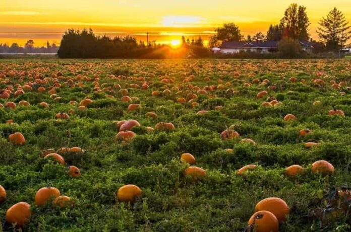 Pumpkin Growing Tips For Halloween Pumpkins