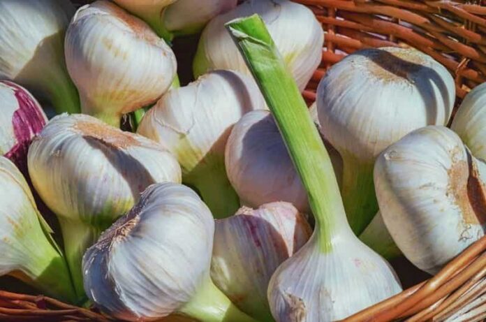 Some easy ways to grow Garlic at home