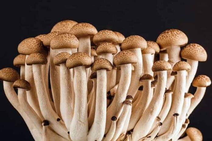 Tips on growing mushrooms in your garden