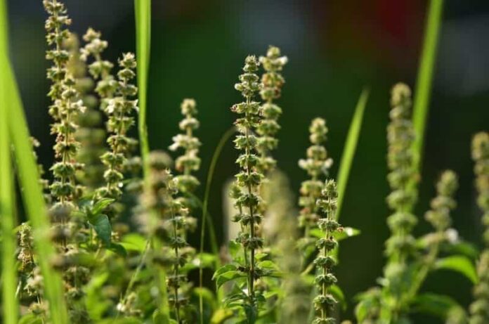 Tips on saving and harvesting basil seeds