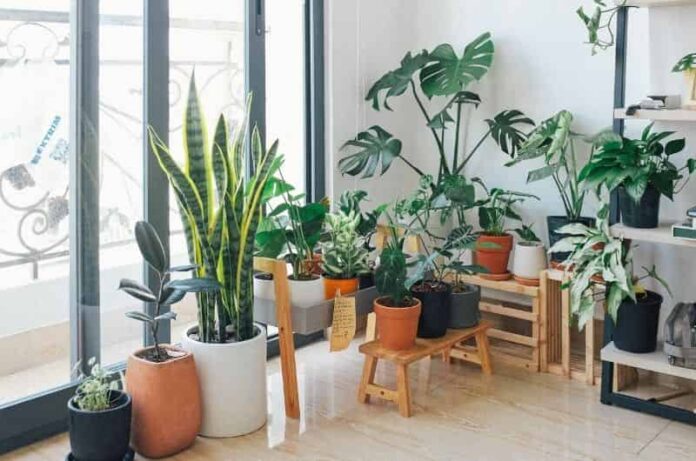 8 Indoor Plants which are best For Home as per Vastu