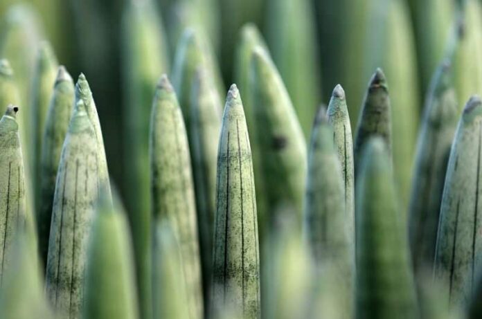 How to propagate Sansevieria in easy ways
