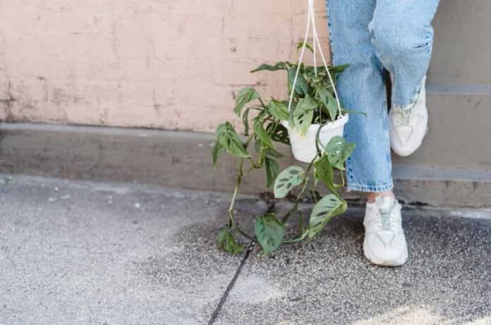 How to water and care for hanging planters