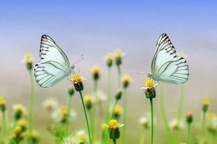 Nectar plants that are used to attract the butterflies