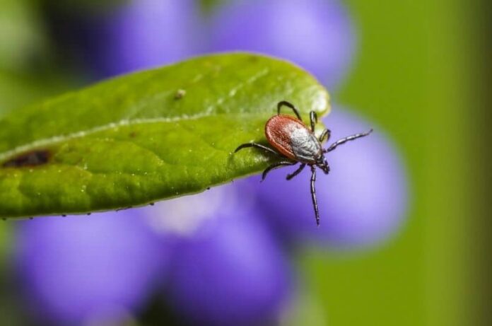 The 3 Basic Causes Of Plants Diseases